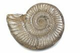 Polished Jurassic Ammonite (Perisphinctes) - Madagascar #378952-1